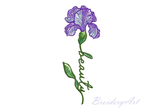 Beauty Iris